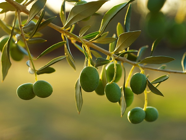 Толкување на гледање маслиново дрво во сон Наваем