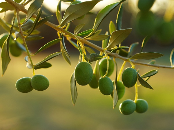 ינטערפּריטיישאַן פון געזען אַ מאַסלינע בוים אין אַ חלום נאוואעם