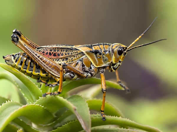 تفسير حلم الجراد للعزباء | نواعم