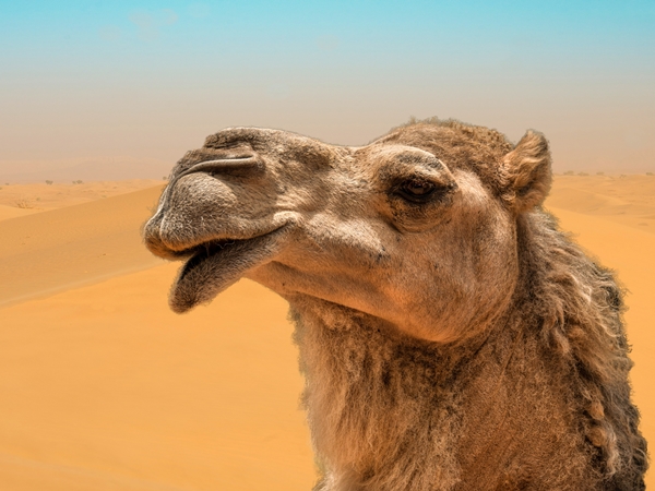 الجمل في المنام نواعم