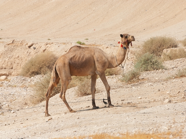 رؤية الجمل في المنام للعزباء نواعم