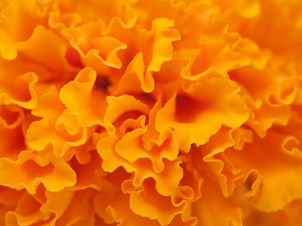 Orange färg i en dröm | Nawaem