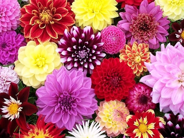 صور زهور