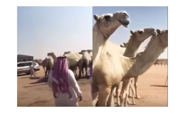 بالفيديو بيع ناقة بمليون و 300 الف ريال بالسعودية