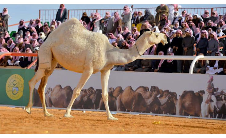 أعلان الفائزين في مهرجان الملك عبد العزيز للأبل بالسعودية