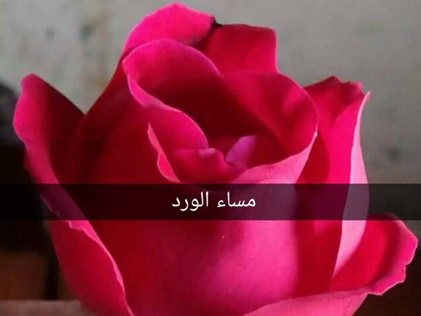 مساء الورد