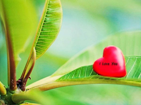 صور حلوه