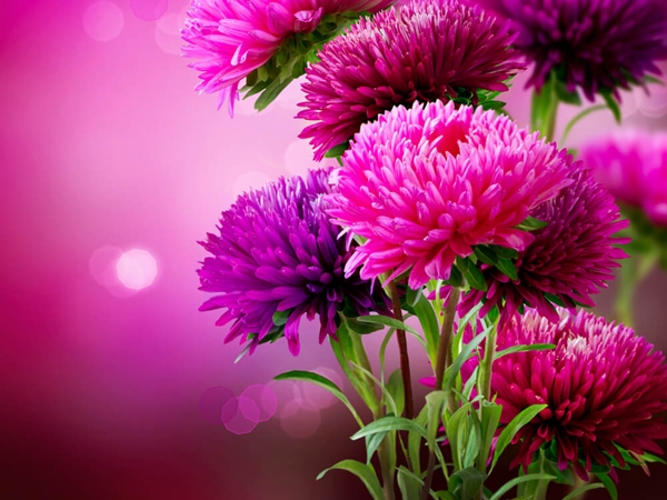 صور حلوه