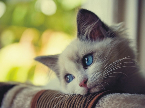 صوره حلوه