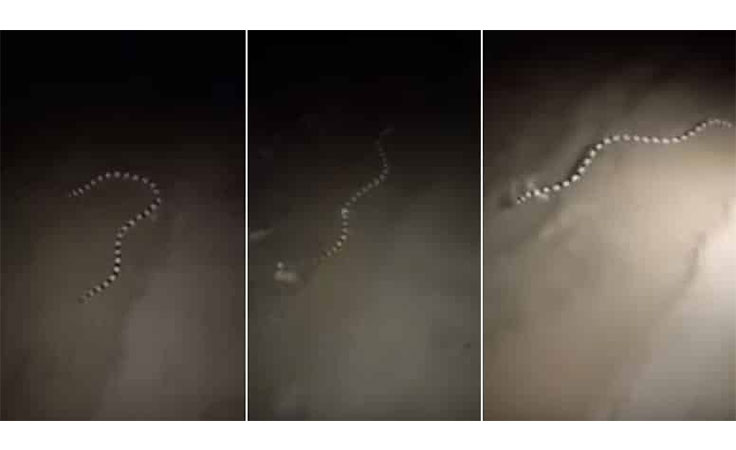 بالفيديو ظهور ثعبان سام بالقرب من شاطئ بمدينة ينبع