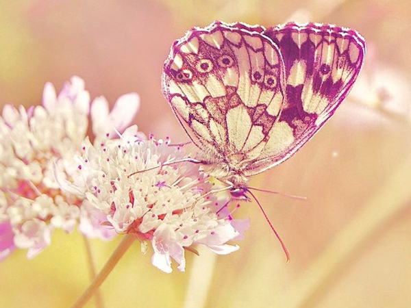 صور حلوه