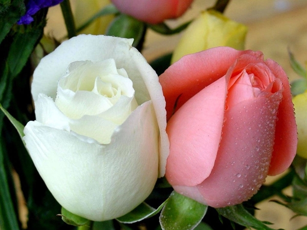 صور زهور نواعم