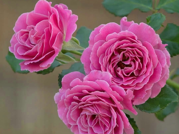 صور زهور