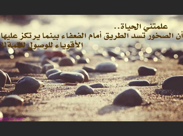 صور جمل