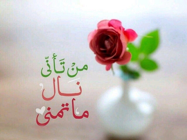 صور جمل