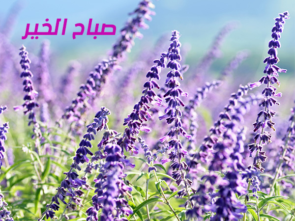 صباح الخير