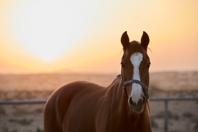 احتفلي بروح الاتحاد بين كثبان الصحراء في منتجع المها الفاخر