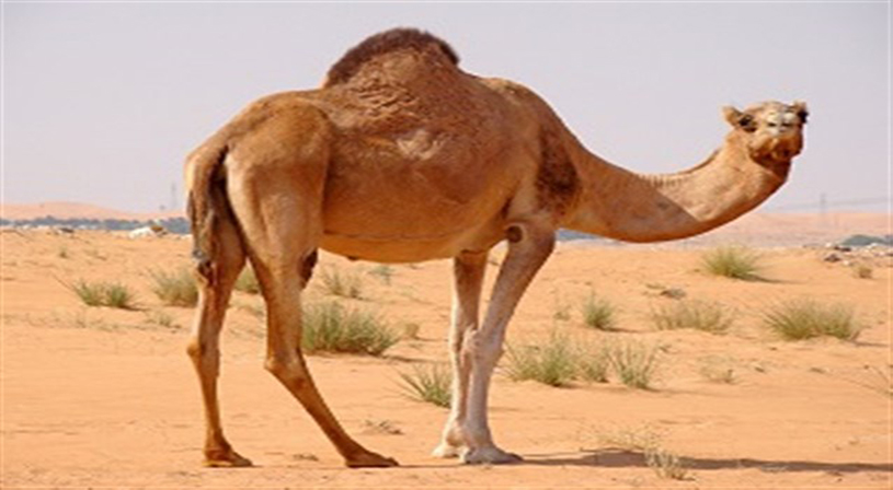 إنشاء أكبر مستشفى للإبل في العالم بالقصيم