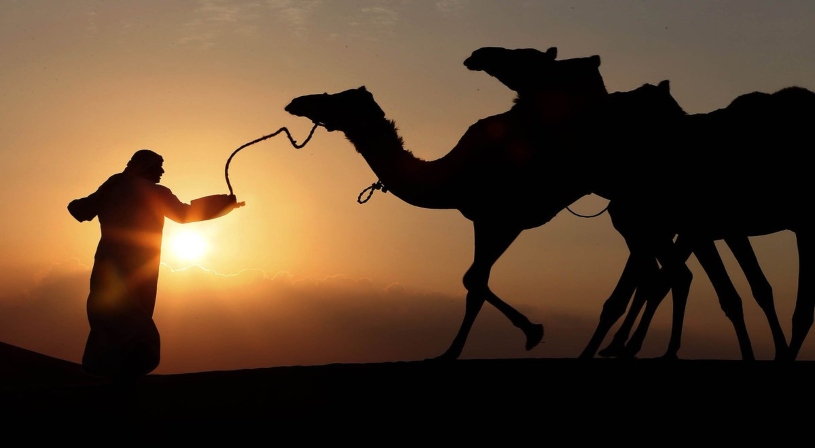أغلى جمل بالعالم يصل سعره 200 مليون ريال سعودي.. فيديو