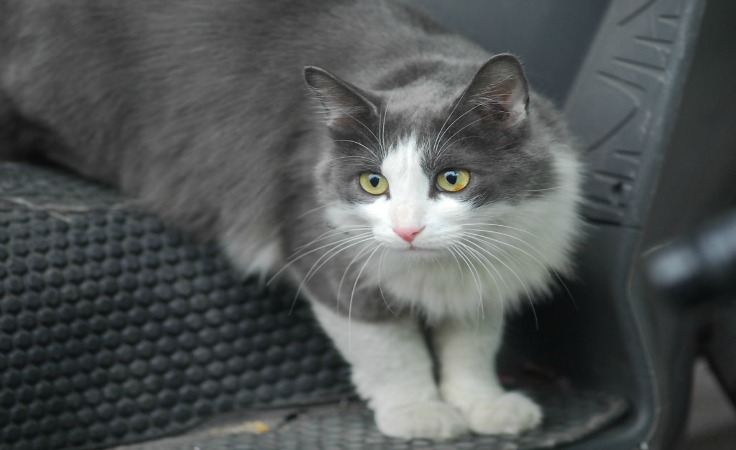 لا يفوتك: قطة تستنجد بالأطباء لمساعدتها على الولادة!!