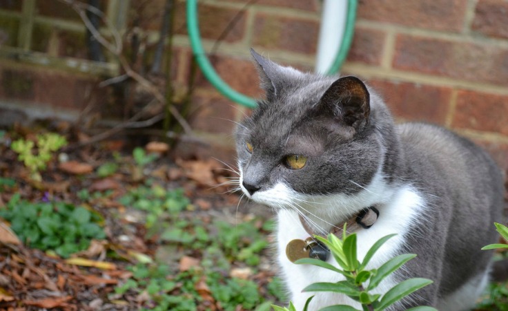 لا يفوتك: قطة تستنجد بالأطباء لمساعدتها على الولادة!!