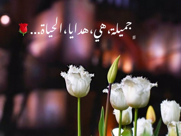 اشراقة الصباح