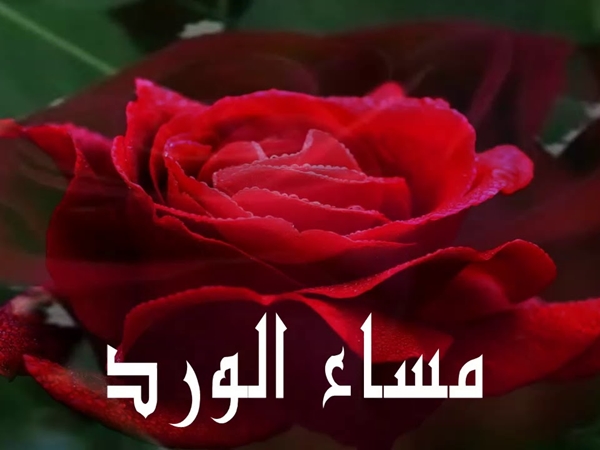 مساء الورد