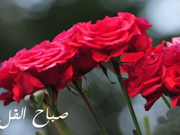 صباح الفل