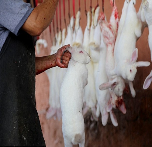 ØµÙˆØ± ØµØ§Ø¯Ù…Ø© Ù„Ø¨ÙŠØª Ø§Ù„Ø±Ø¹Ø¨ ÙÙ‰ Ø§Ù„ØµÙŠÙ† Ù…Ø®ØµØµ Ù„ØªØ¹Ø°ÙŠØ¨ Ø§Ù„Ø£Ø±Ø§Ù†Ø¨ Ù†ÙˆØ§Ø¹Ù…