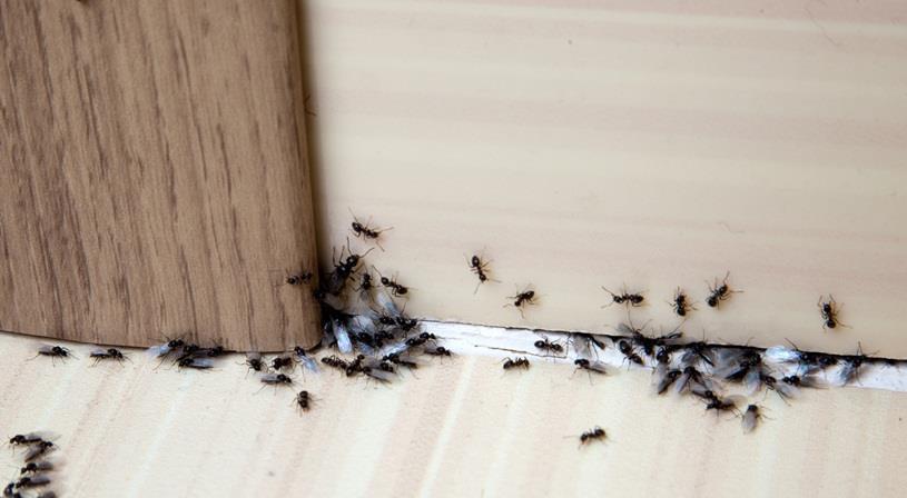 اغمى عليه بعض الأحيان احتكار  على ماذا يدل وجود النمل في المنزل | نواعم