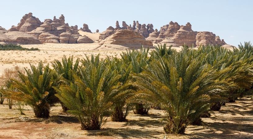 معلومات عن مدينة طبرجل نواعم