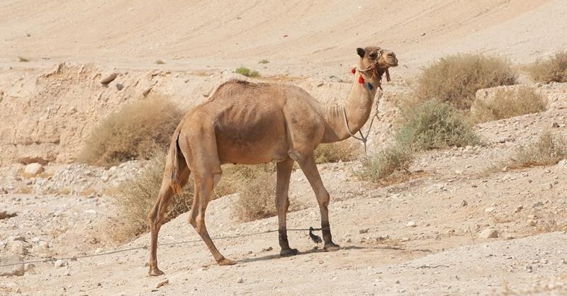 في المنام للمتزوجة رؤية الجمل تفسير تفسير حلم